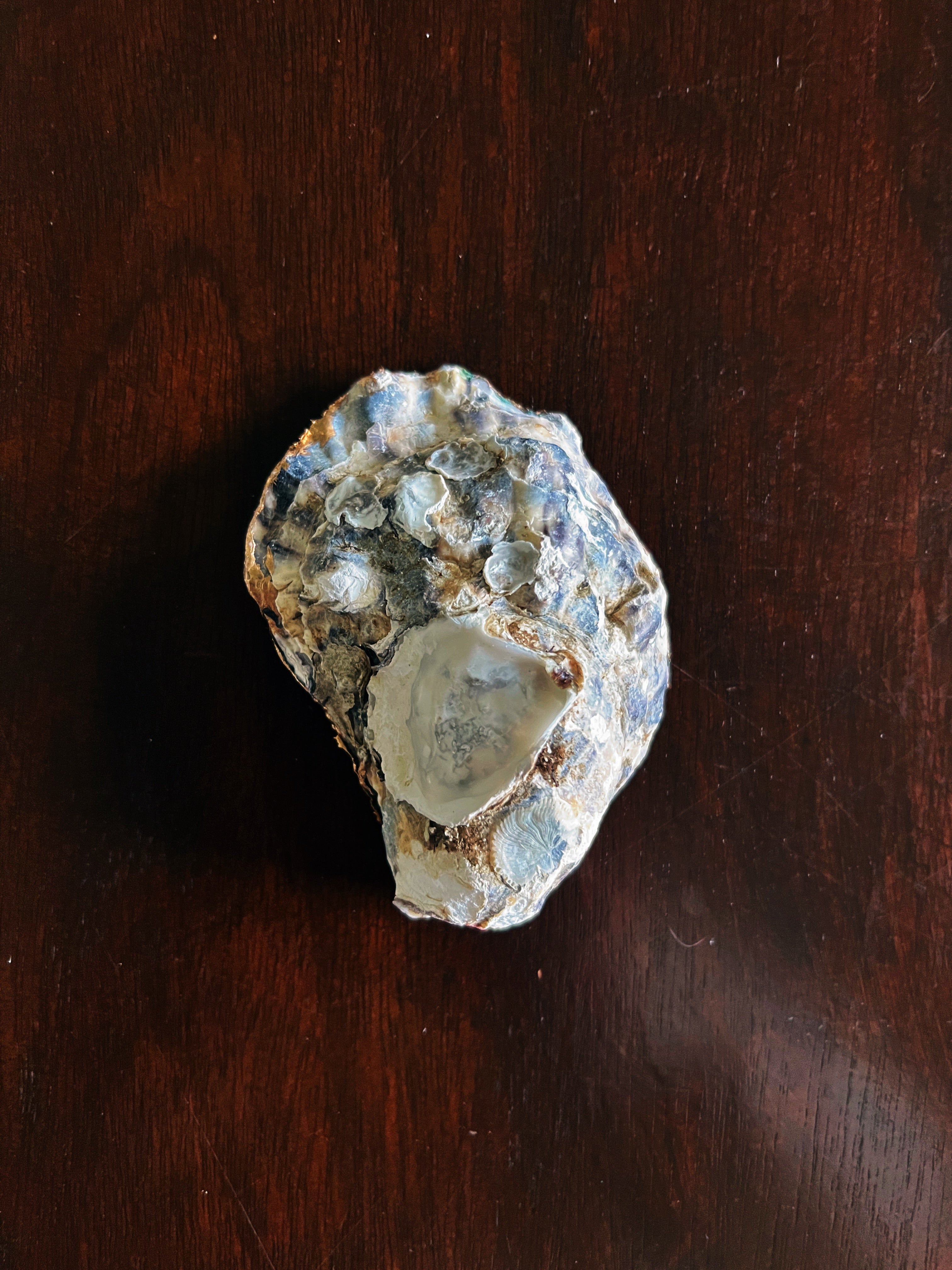 Secret Garden (Oyster)