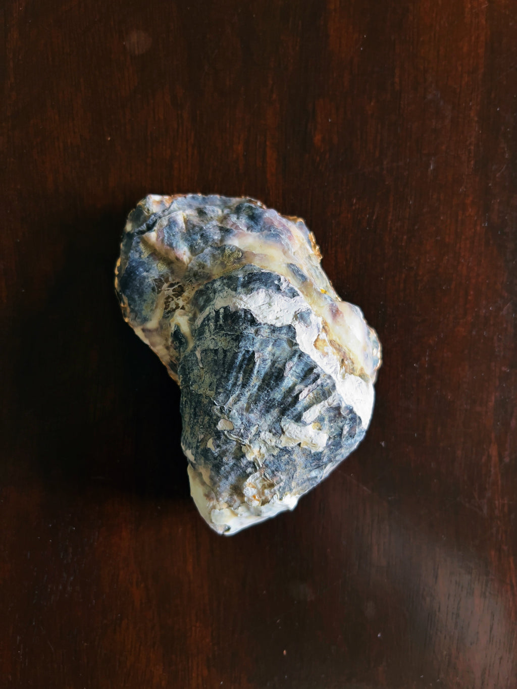 Secret Garden (Oyster)