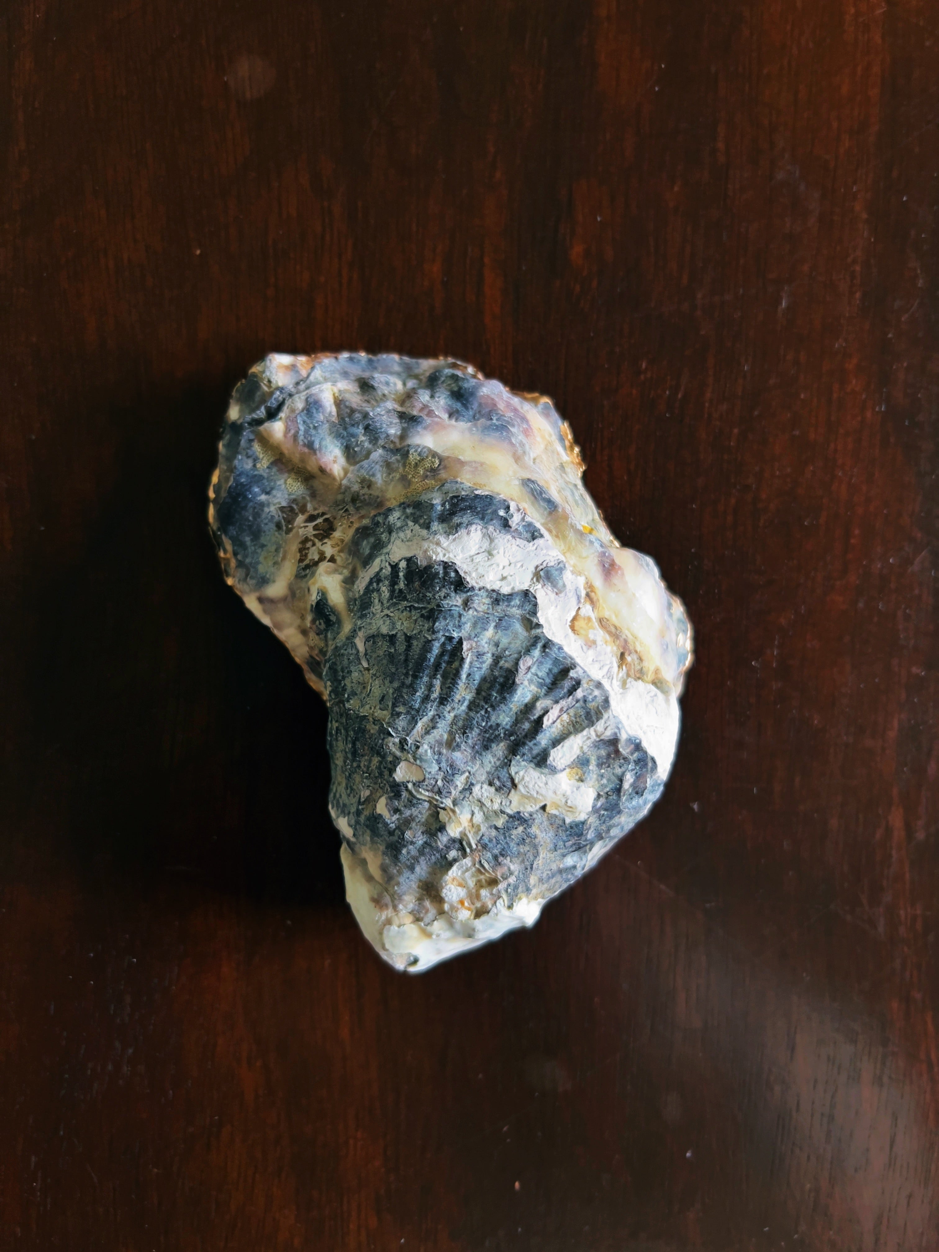 Secret Garden (Oyster)