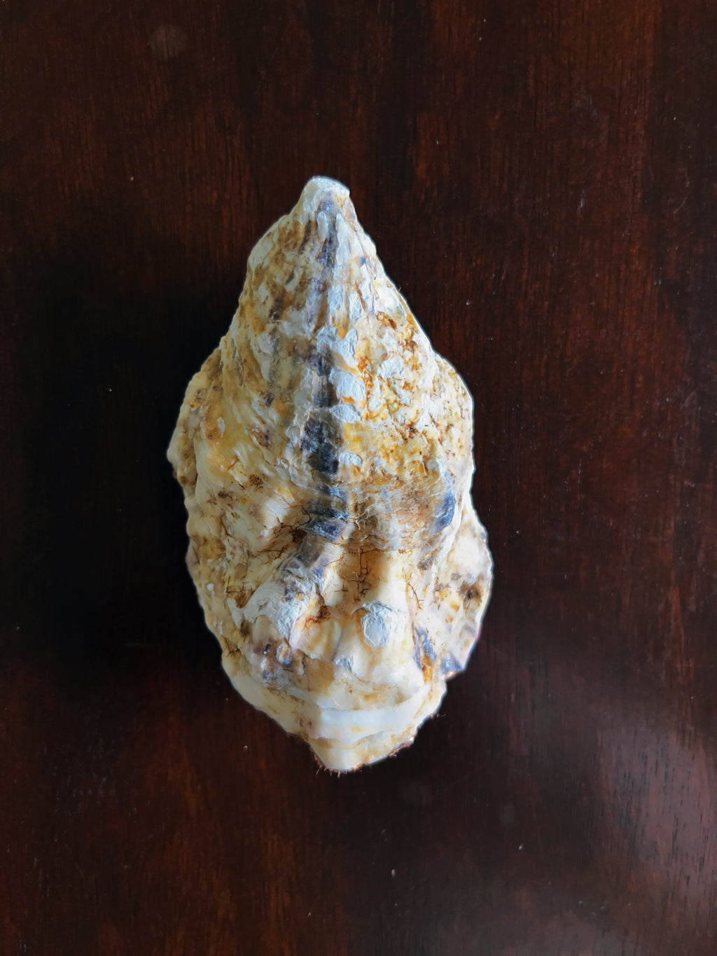 Pretty in Pink (Oyster)