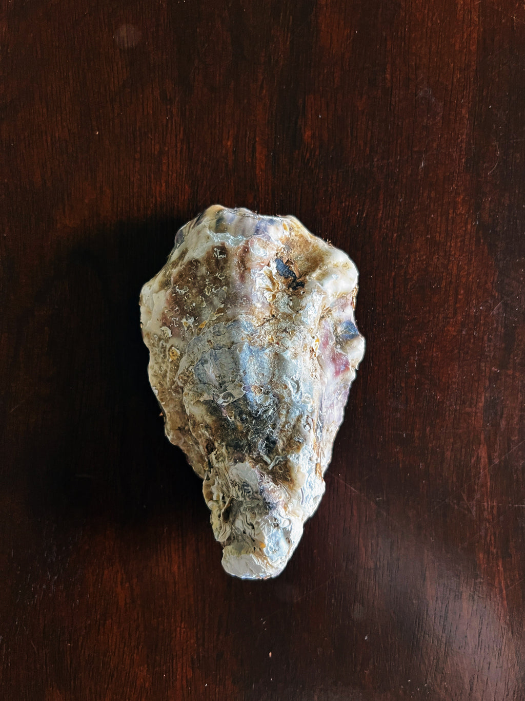 Pontchartrain (Oyster)