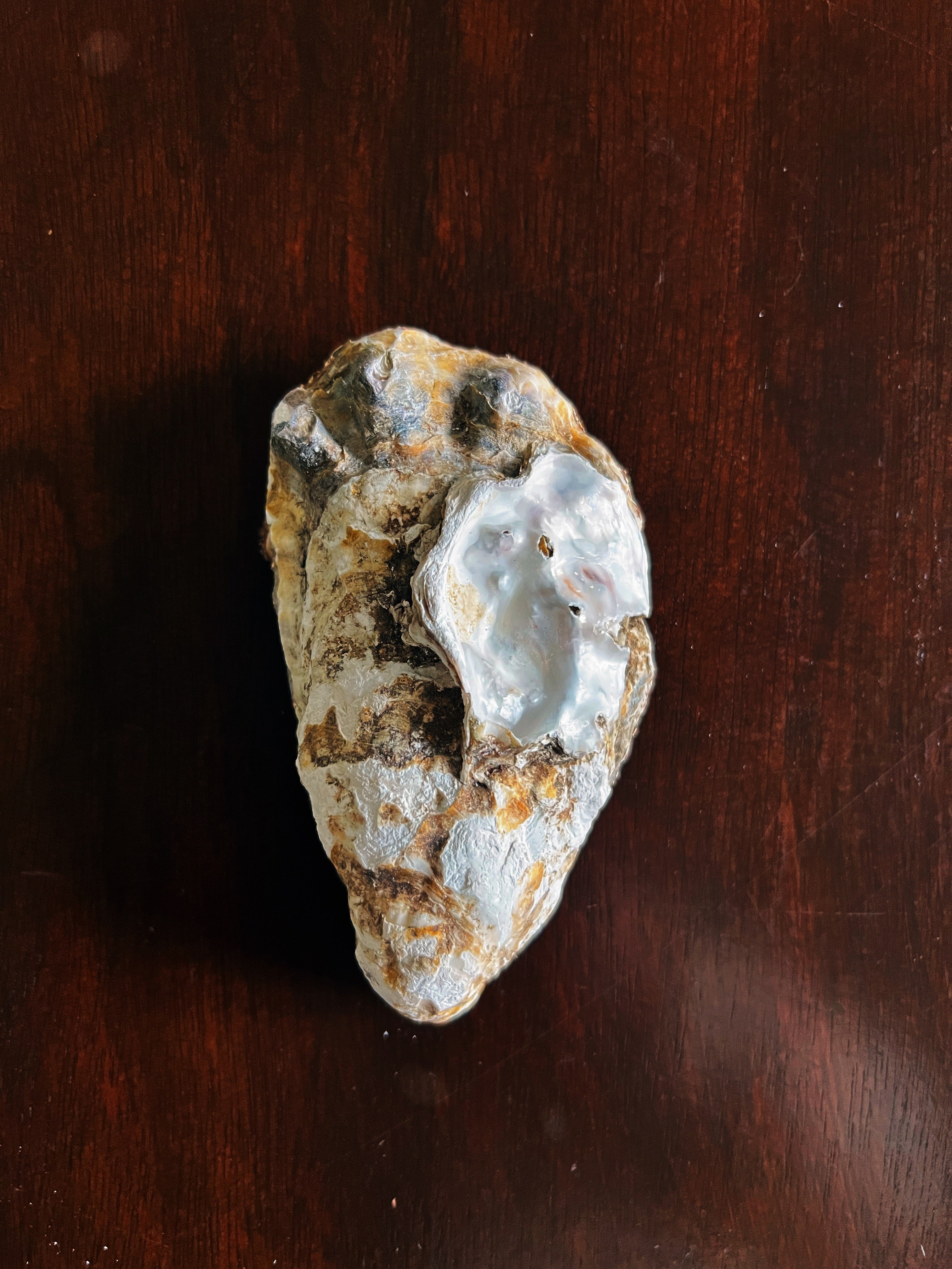 Steel Magnolia (Oyster)