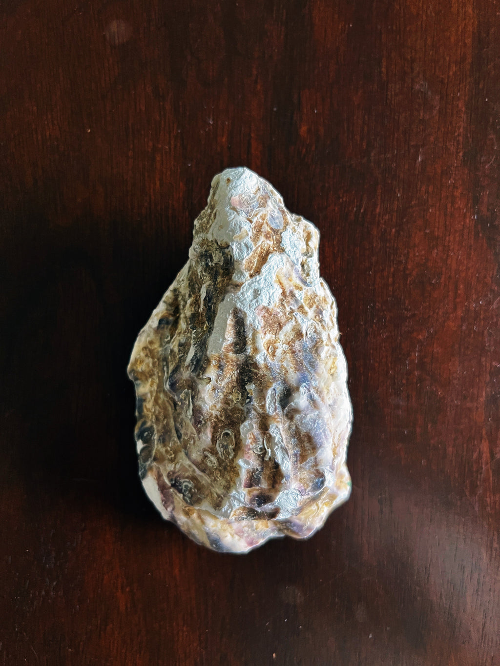 Secret Garden (Oyster)