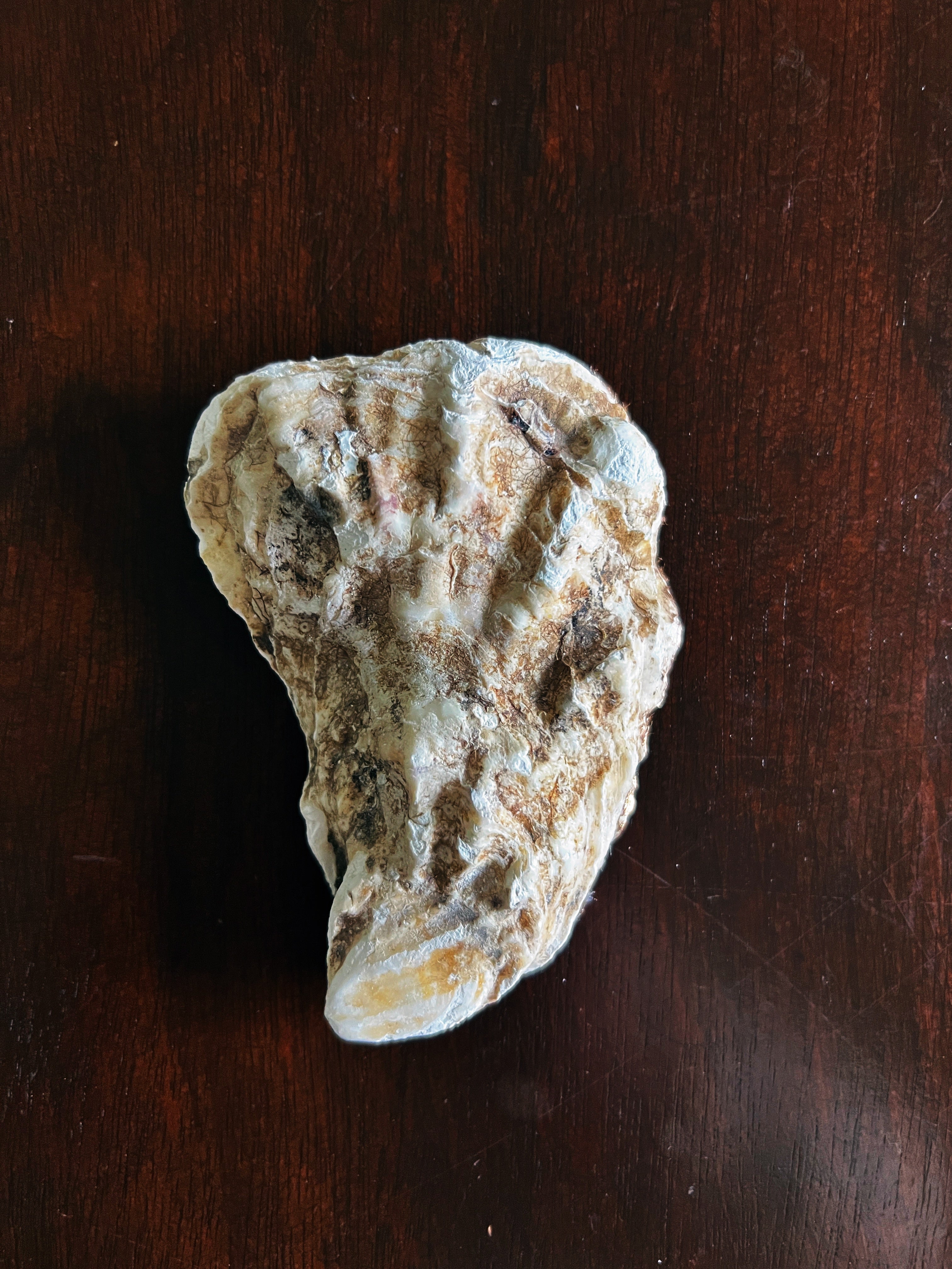 Golden Eucalyptus (Oyster)