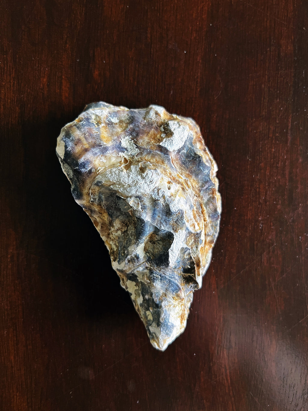 Pontchartrain (Oyster)