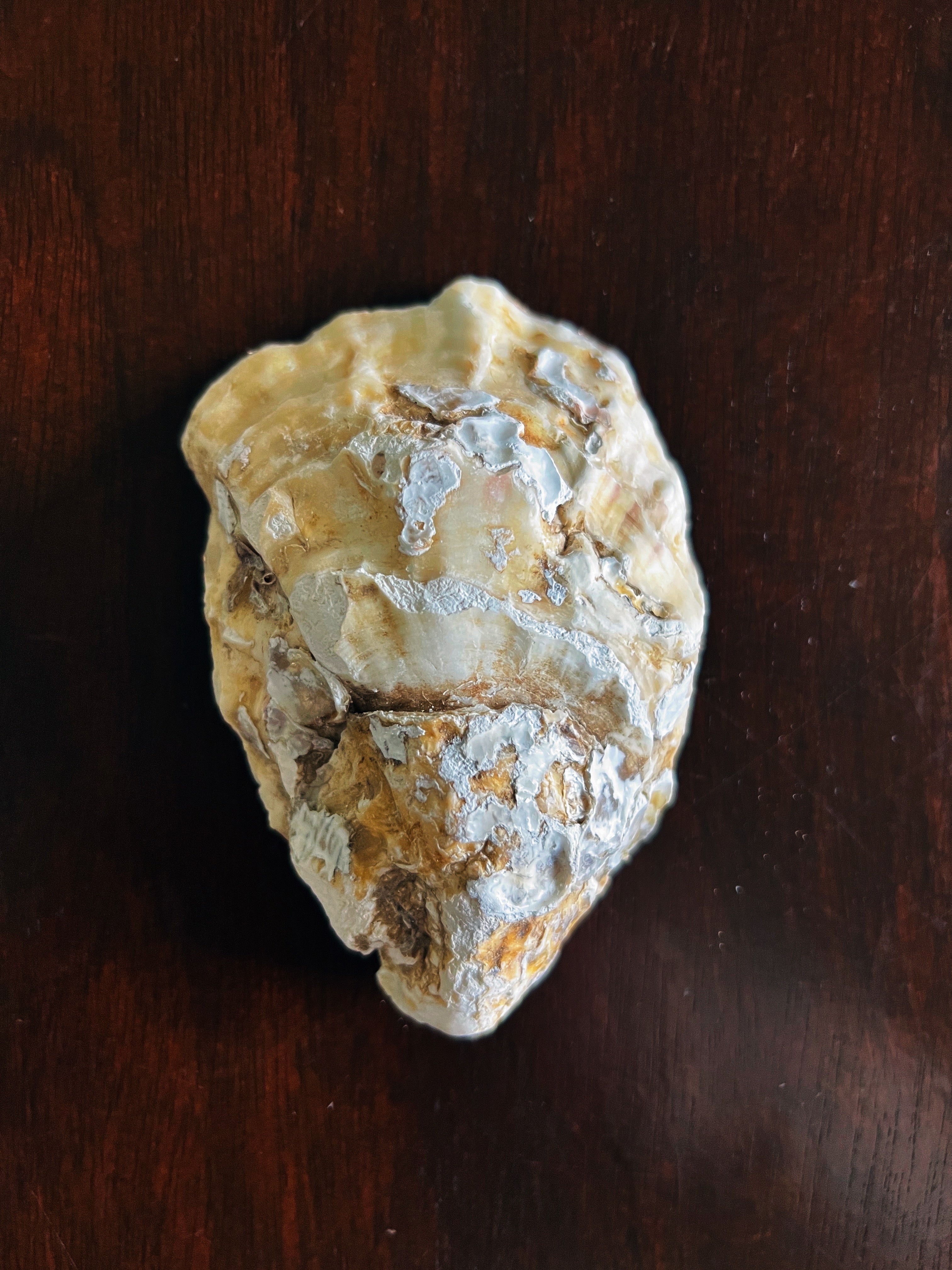 Steel Magnolia (Oyster)