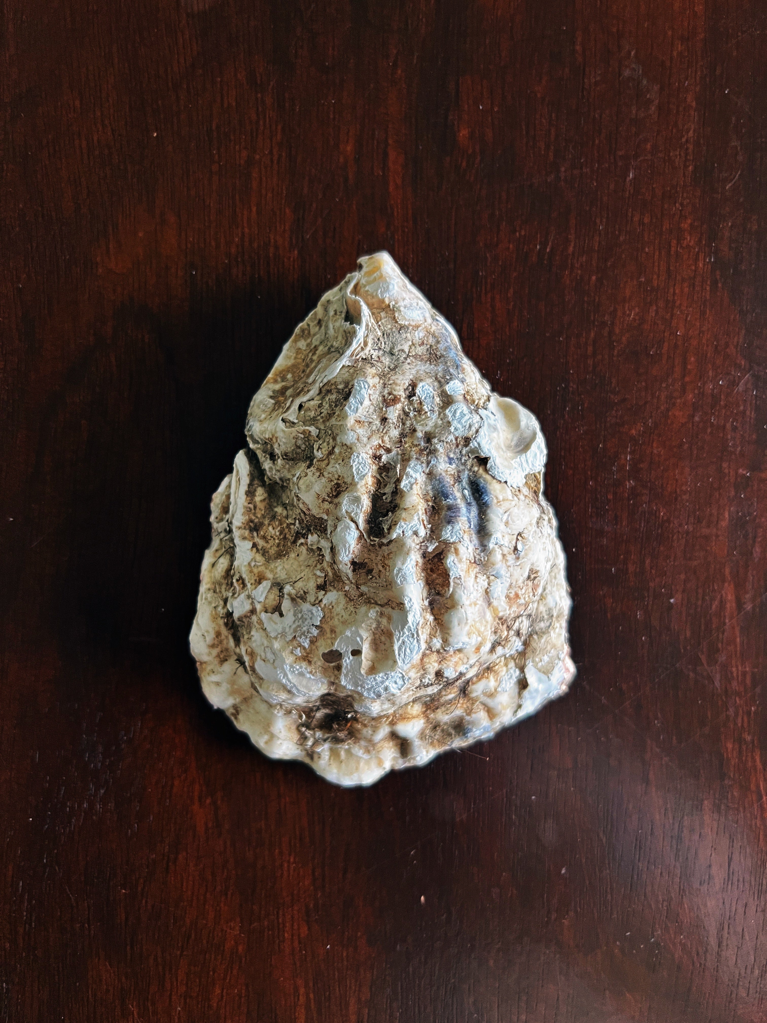 Secret Garden (Oyster)