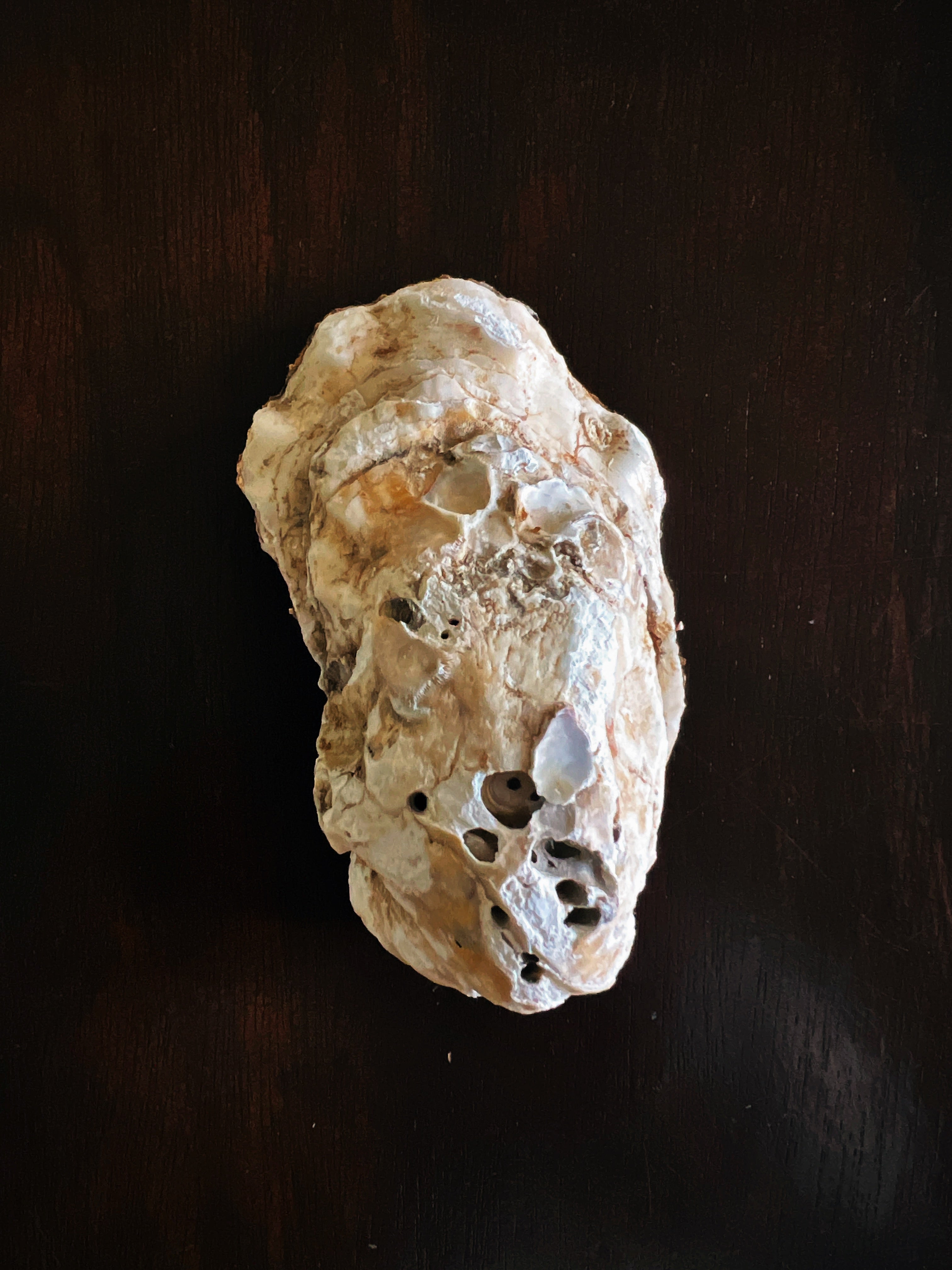 Golden Eucalyptus (Oyster)