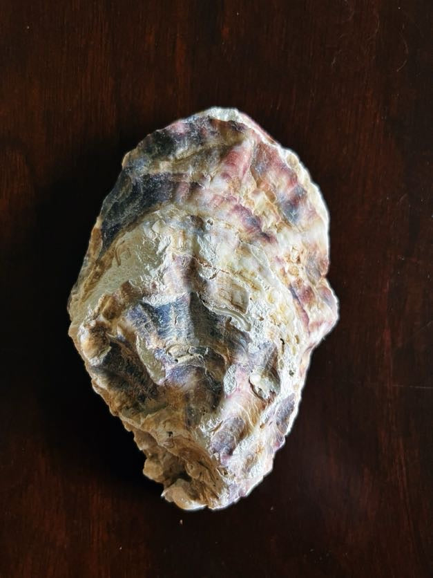 Pretty in Pink (Oyster)
