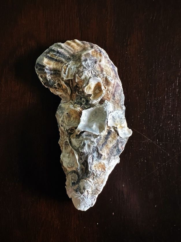 Blue & White (Oyster)