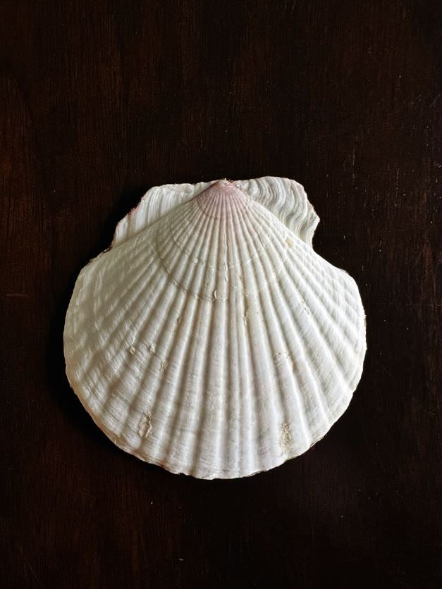 Christmas Holly (Scallop)