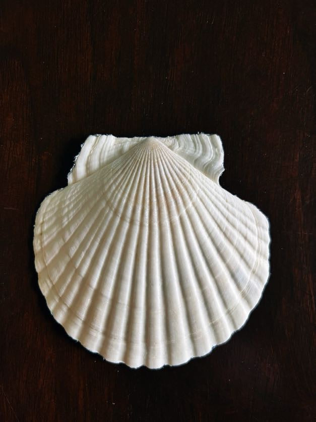 Blue & White (Scallop)
