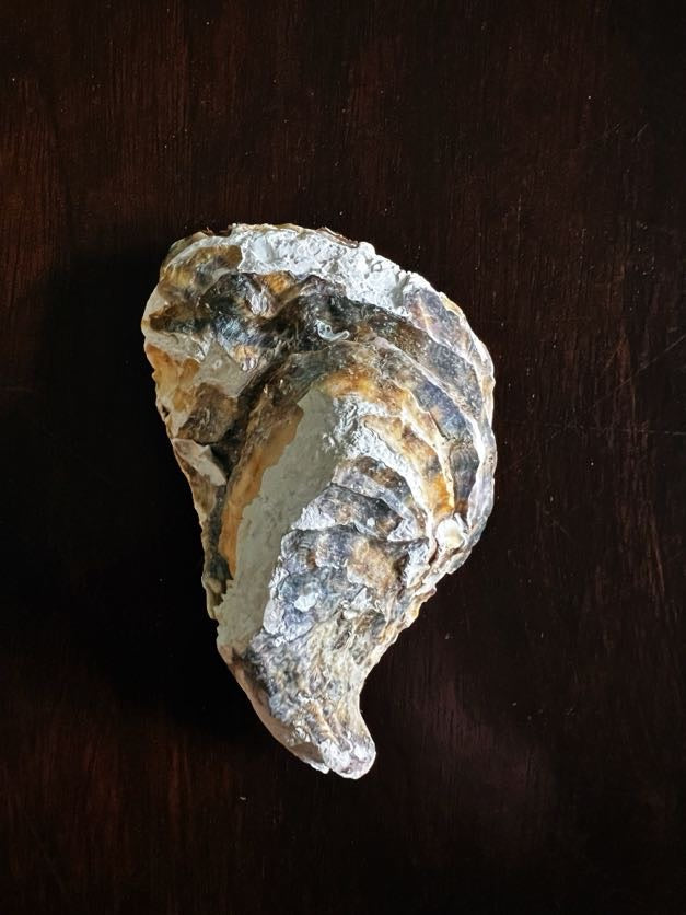 Steel Magnolia (Oyster)