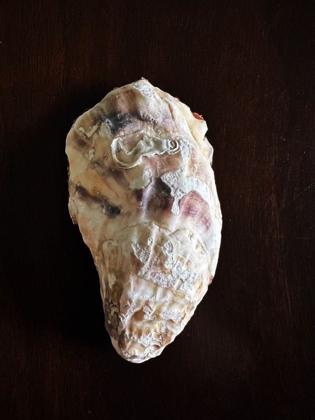 Christmas Holly (Oyster)