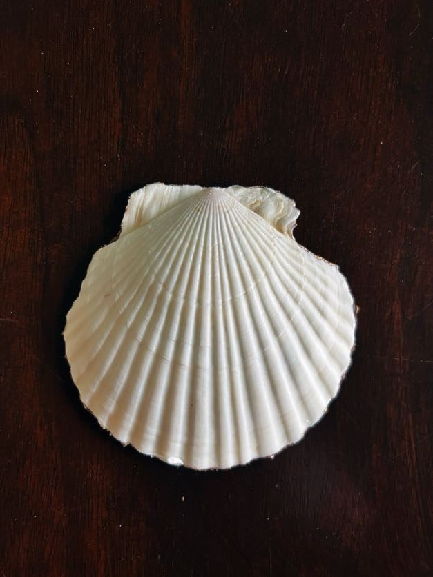 Steel Magnolia (Scallop)