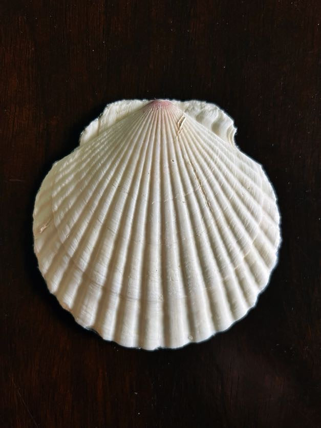Blue & White (Scallop)