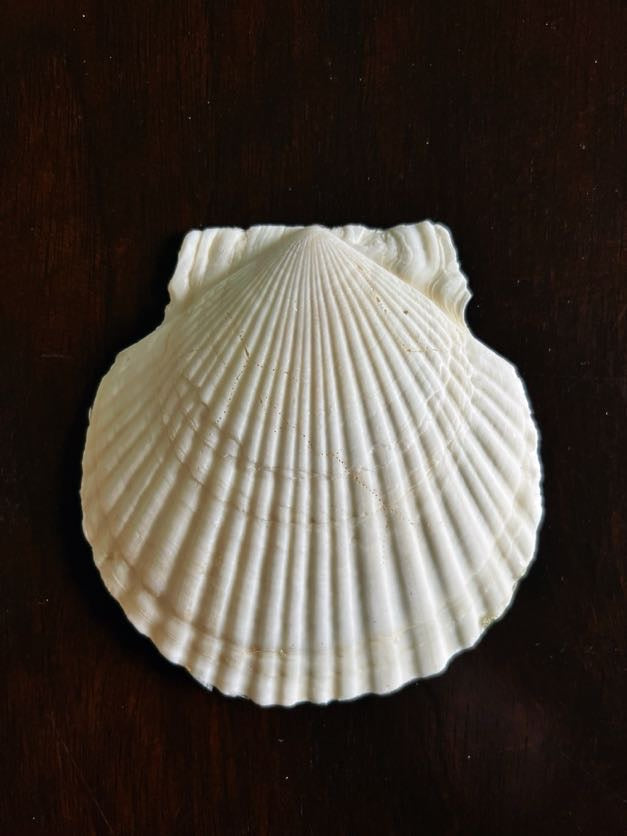 Steel Magnolia (Scallop)