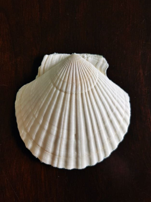 Blue Palm (Scallop)