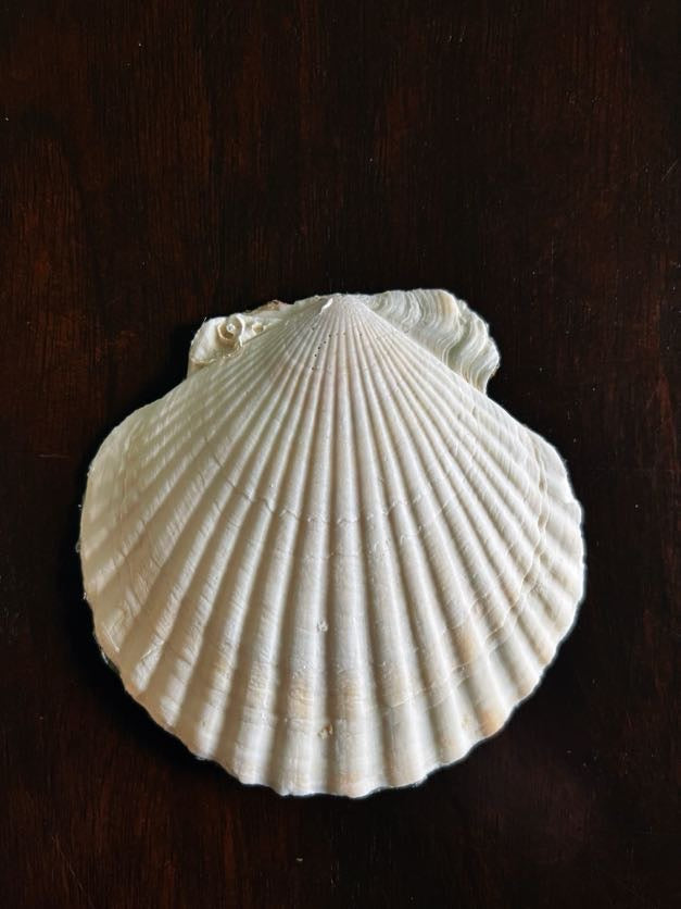 Golden Lily (Scallop)