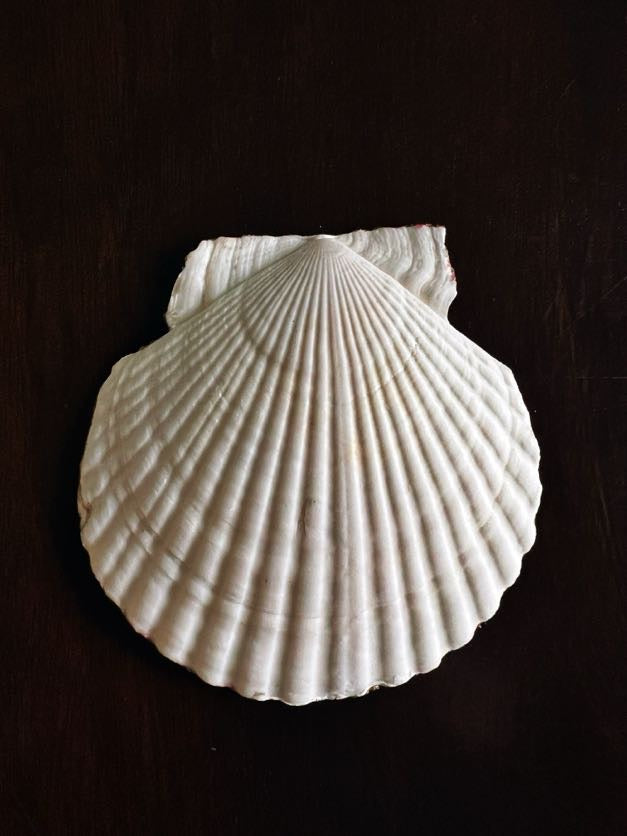 Pretty in Pink (Scallop)